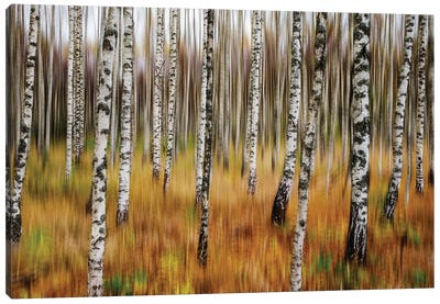 3D Birches Canvas Art Print