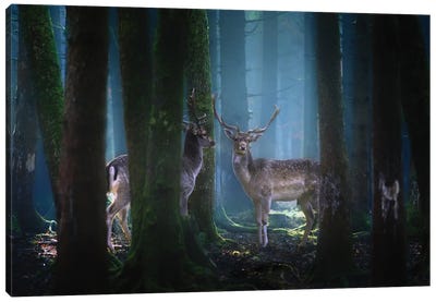 Deers Canvas Art Print