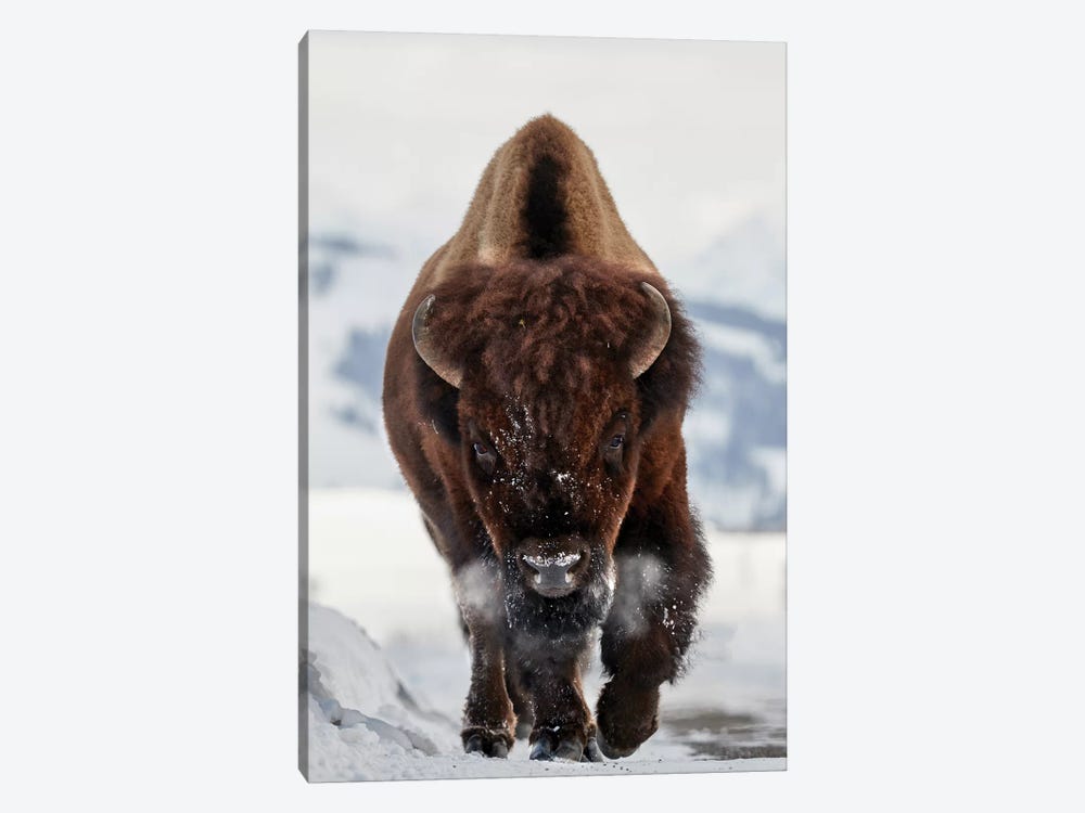 Bison Incoming by Peter Hudson 1-piece Canvas Artwork