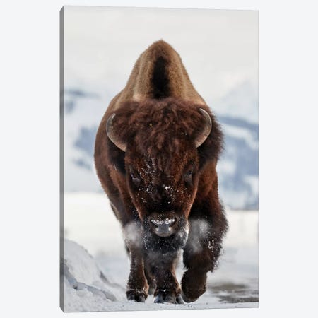 Bison Incoming Canvas Print #OXM5325} by Peter Hudson Canvas Art Print