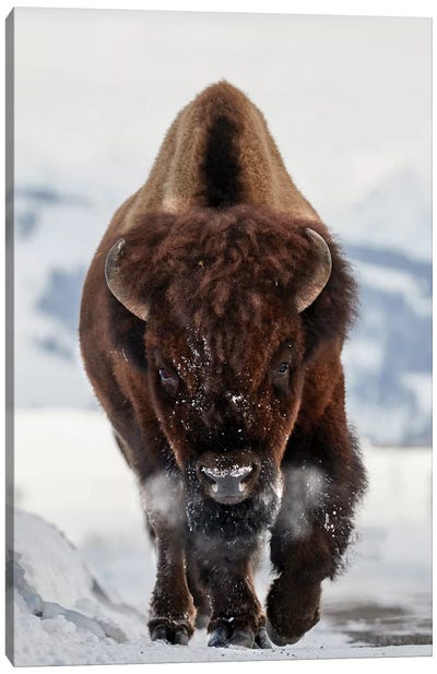 Bison Incoming Canvas Art Print - Bison & Buffalo Art