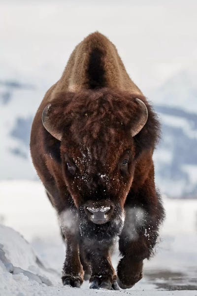 Bison & Buffaloes: Bison Incoming by Peter Hudson