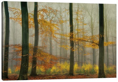 The Latest Autumn Colors Canvas Art Print