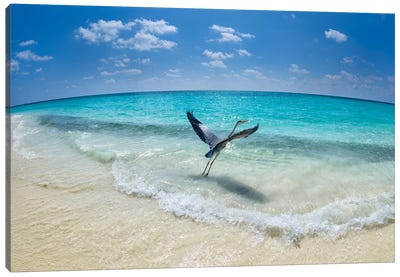 Take-Off Canvas Art Print - 1x Collection
