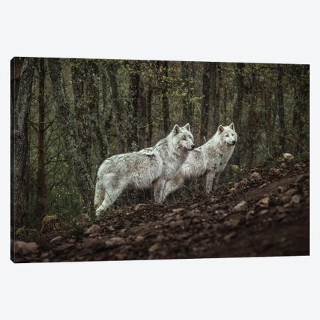 Meeting With White Wolves Canvas Print #OXM5359} by Ronan Siri Canvas Art Print