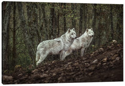 Meeting With White Wolves Canvas Art Print