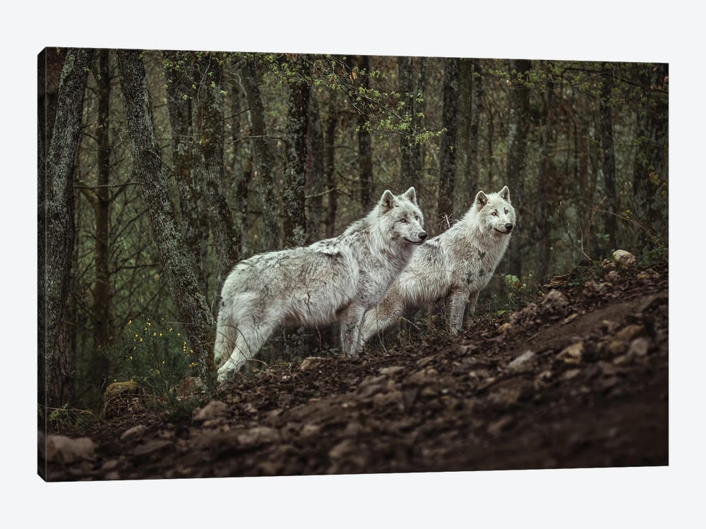 Meeting With White Wolves 1-piece Canvas Art Print