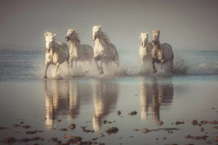 Camargue Horses