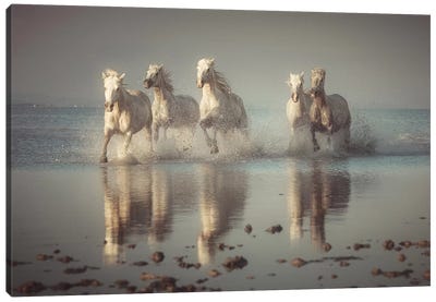 Camargue Horses Canvas Art Print - Horse Art