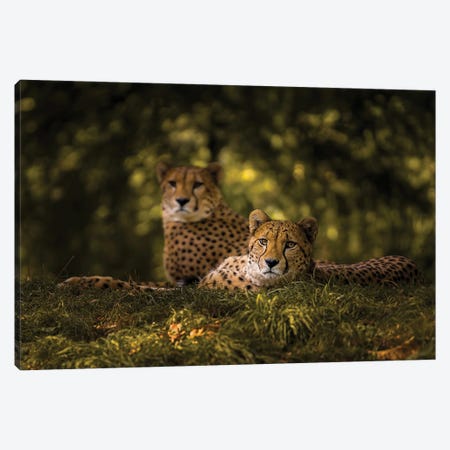 Cheetah Couple Canvas Print #OXM5370} by Sake Van Pelt Canvas Print