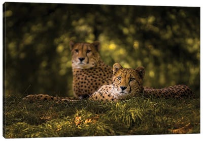 Cheetah Couple Canvas Art Print