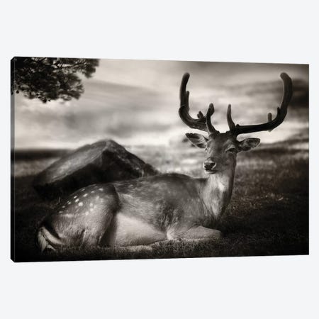 Resting Bambi Canvas Print #OXM5373} by Sandra Štimac Canvas Print