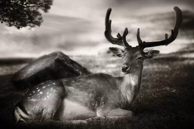 Resting Bambi