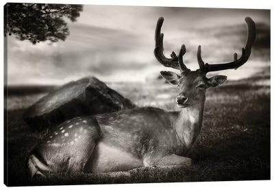Resting Bambi Canvas Art Print