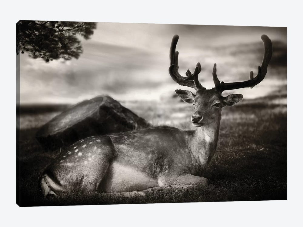 Resting Bambi by Sandra Štimac 1-piece Canvas Print