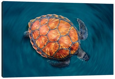 Spin Turtle Canvas Art Print