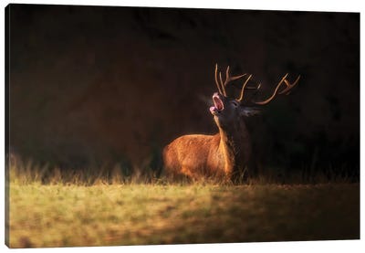 The Deer'S Zeal Canvas Art Print