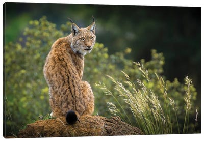 Wild Look Canvas Art Print - Lynx