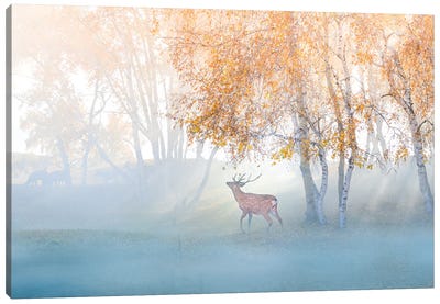 Elk Lost In Mist Canvas Art Print