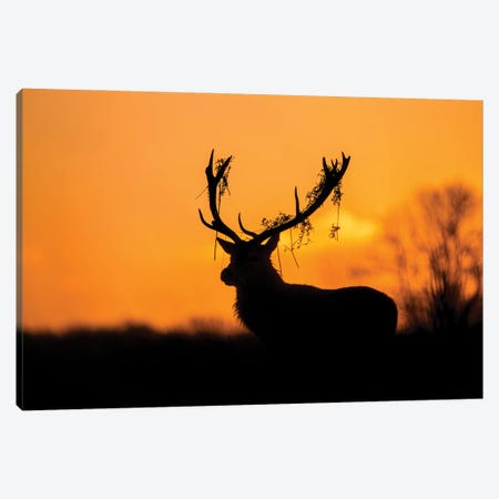 Red Deer Stag Silhouette Canvas Print #OXM5411} by Stuart Harling Canvas Wall Art
