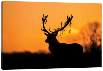 Red Deer Stag Silhouette Canvas Art Print