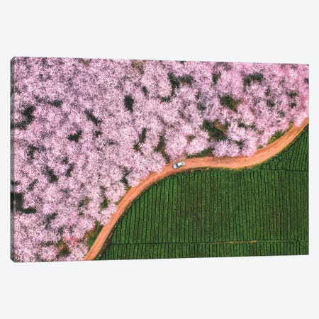 The Road Of Flower Canvas Print #OXM5426} by Tianqi Canvas Art