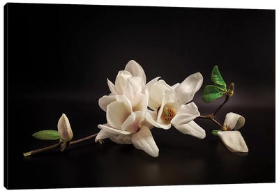 Magnolia Canvas Art Print - 1x Floral and Botanicals