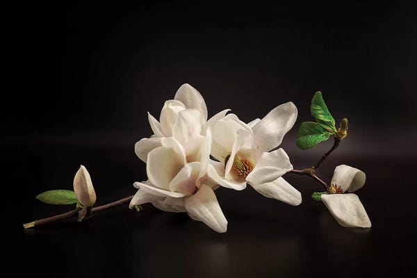 Magnolias: Magnolia by Tony08