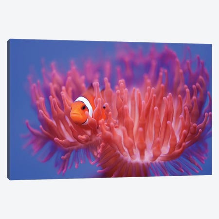 Finding Nemo Canvas Print #OXM5466} by Wendy Canvas Artwork
