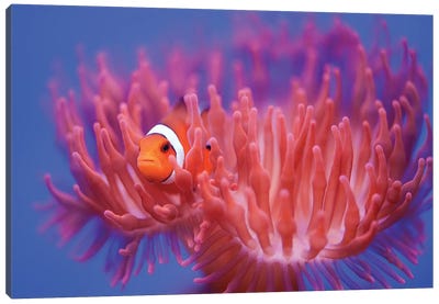 Finding Nemo Canvas Art Print