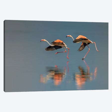 Flamingo Landing Canvas Print #OXM5484} by Yun Wang Canvas Wall Art
