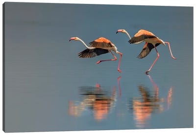 Flamingo Landing Canvas Art Print