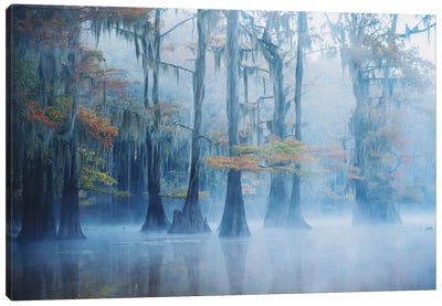 Foggy Swamp Morning Canvas Art Print