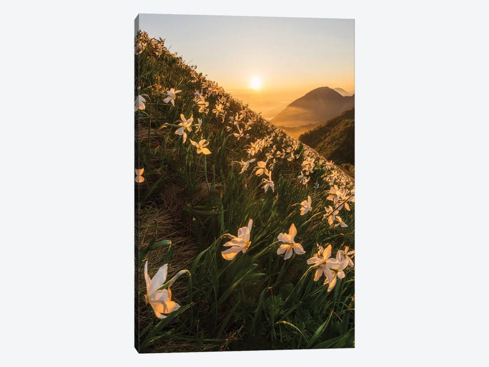 Daffodils by Ales Krivec 1-piece Canvas Wall Art
