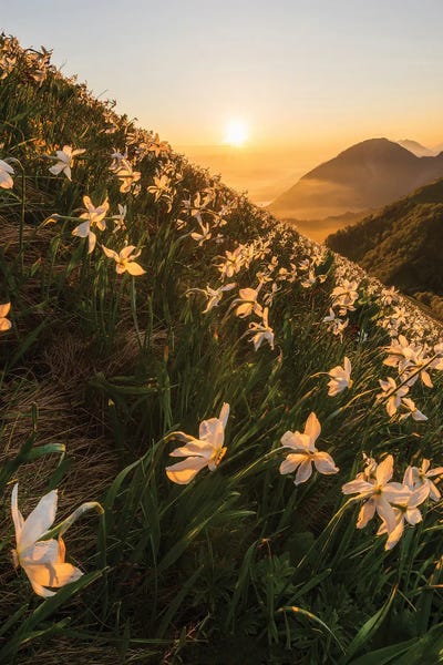 Daffodils: Daffodils by Ales Krivec
