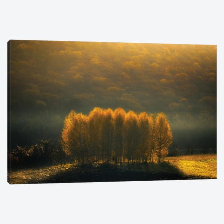 Morning Light Canvas Print #OXM5512} by Anghel Rusu Canvas Print