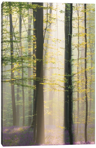 Misty Sunrise In Hallerbos Canvas Art Print