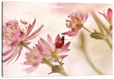 Ladybird And Pink Flowers Canvas Art Print