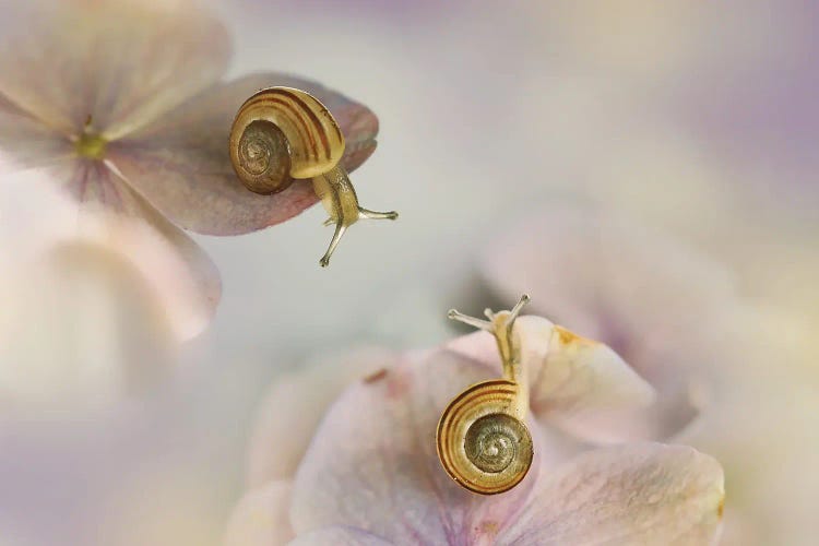 Little Snails