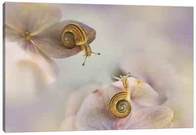 Little Snails Canvas Art Print - Snail Art