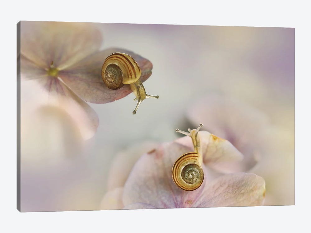 Little Snails by Ellen van Deelen 1-piece Canvas Artwork