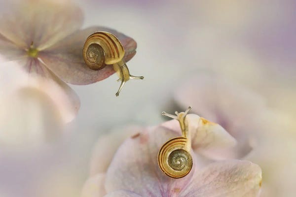 Snails: Little Snails by Ellen van Deelen