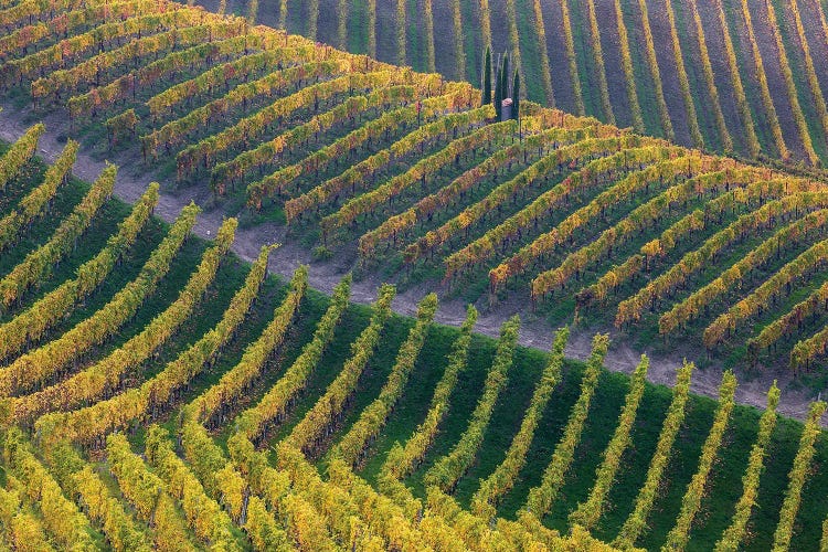 Vineyards