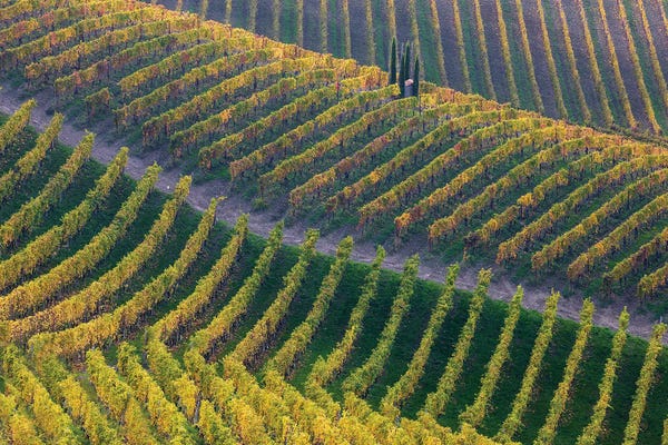 Vineyards