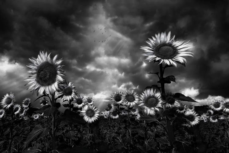 Sunflowers by Fran Osuna wall art