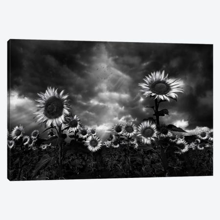 Sunflowers Canvas Print #OXM5566} by Fran Osuna Canvas Print