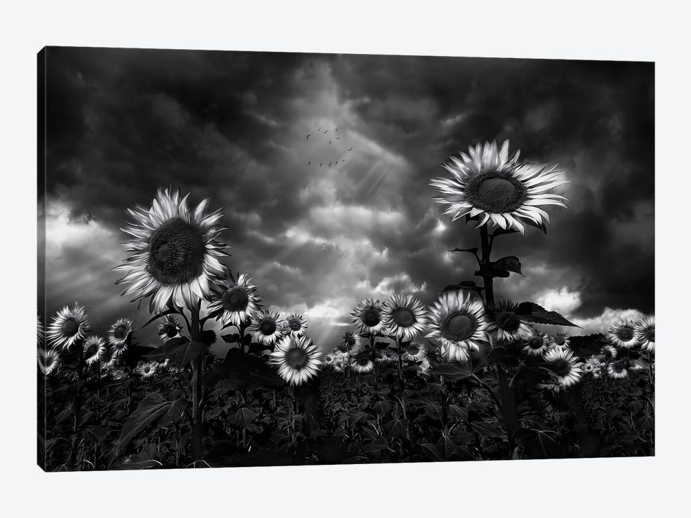 Sunflowers by Fran Osuna 1-piece Canvas Print