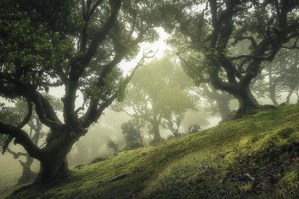 Enchanted Forest