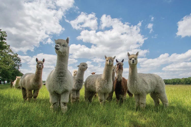 Send In The Alpaca's!