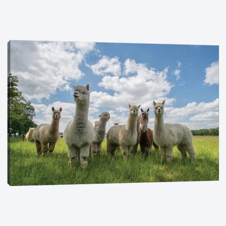 Send In The Alpaca's! Canvas Print #OXM5571} by Gert van den Bosch Art Print